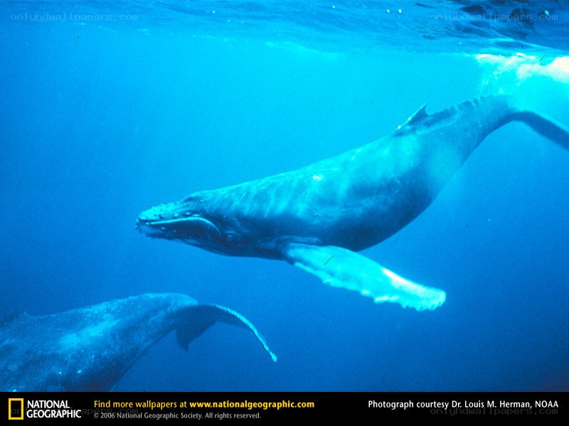 Humpback whales underwater