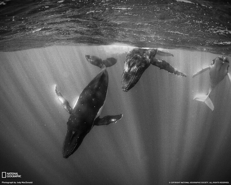 Humpback Whales Underwater — Black, Serene, Photograph