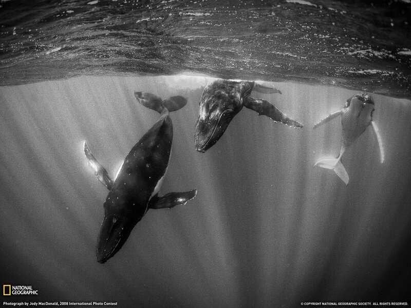 Humpback Whales Underwater — Black