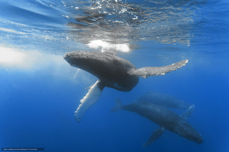 Humpback Whales Underwater — Blue, Serene, Afternoon