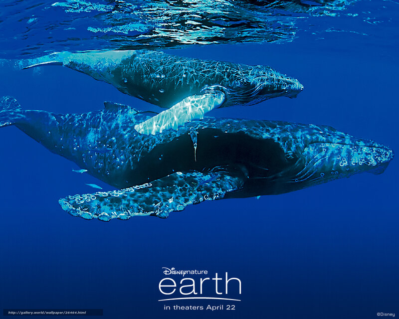 Humpback Whales Underwater — Blue, Serene