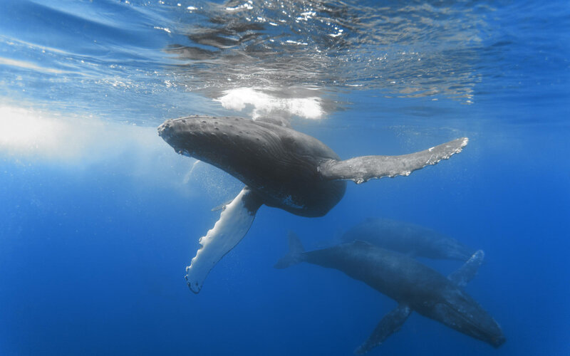 Humpback Whales Underwater — Blue