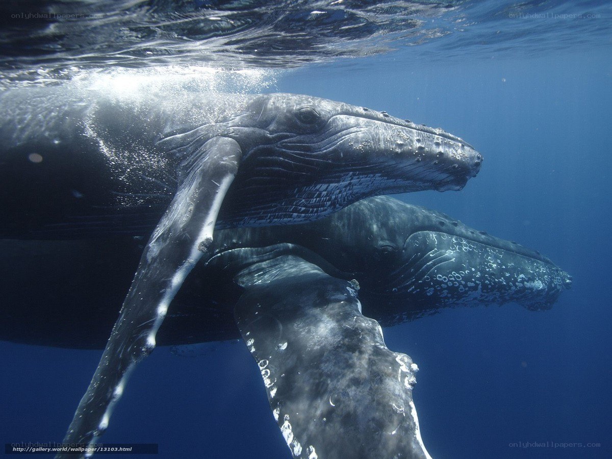 Humpback whales underwater