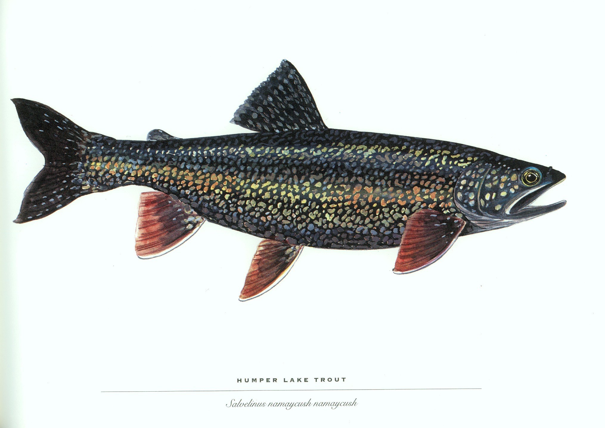 Humper Lake Trout illustration