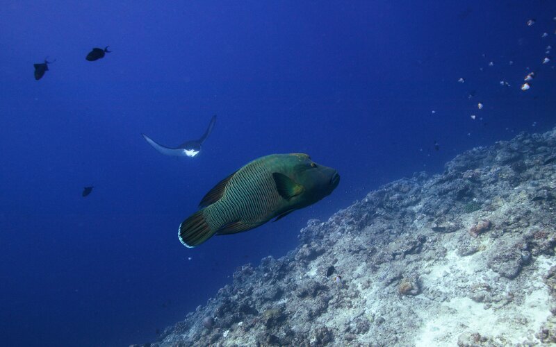 Humphead wrasse swimming near reef