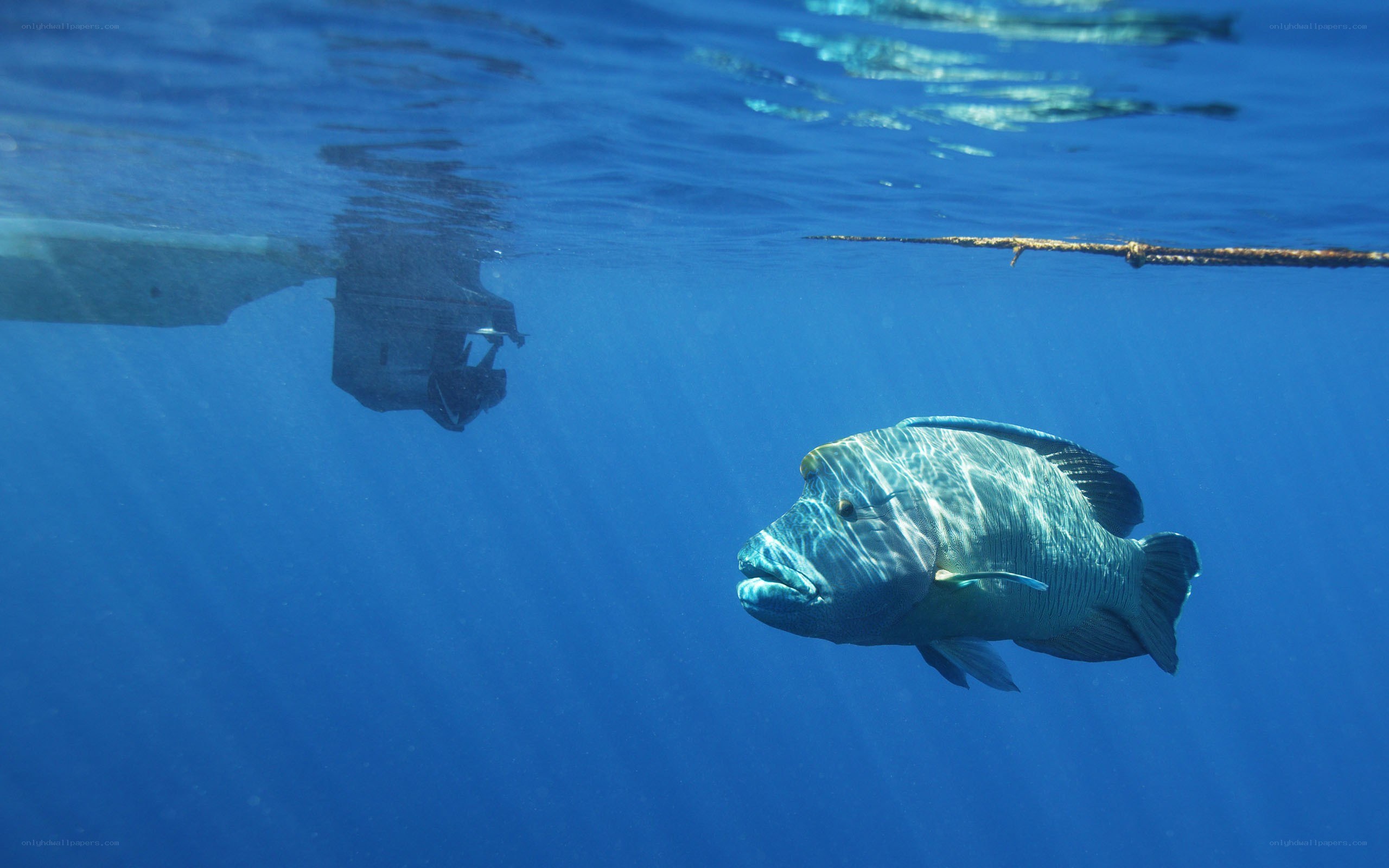 Humphead wrasse underwater