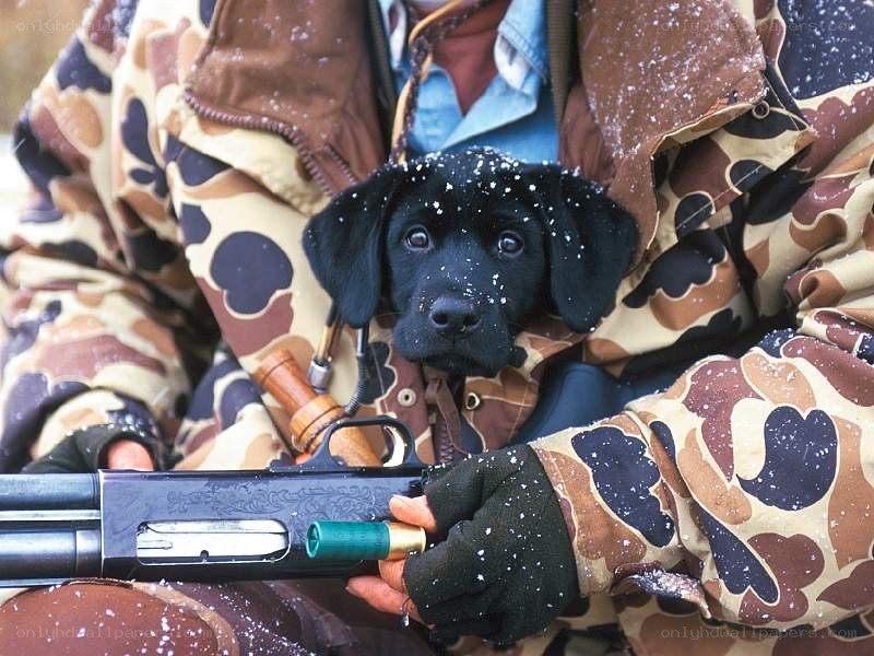 Hunter holding puppy with shotgun