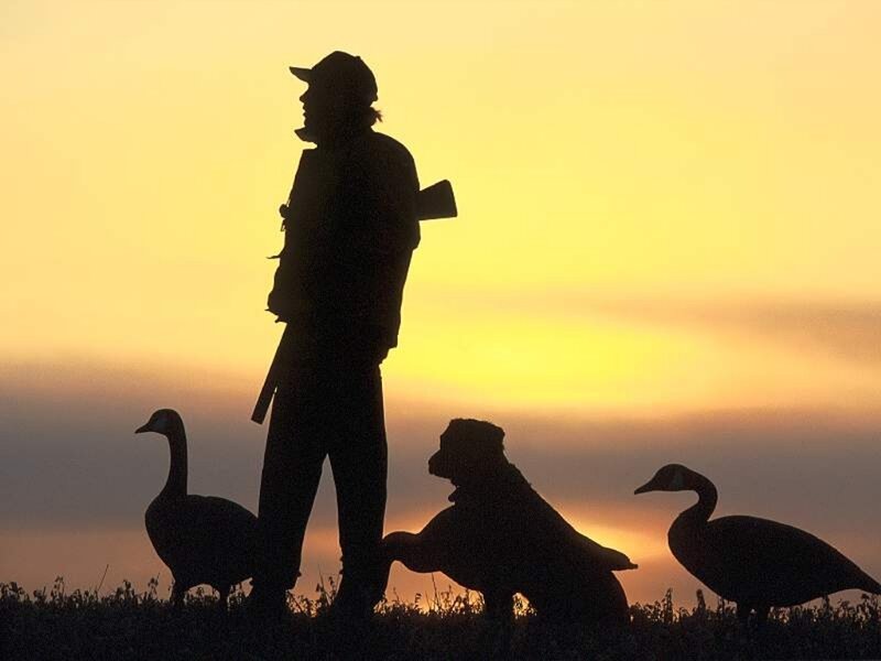 Hunter with Dog and Geese