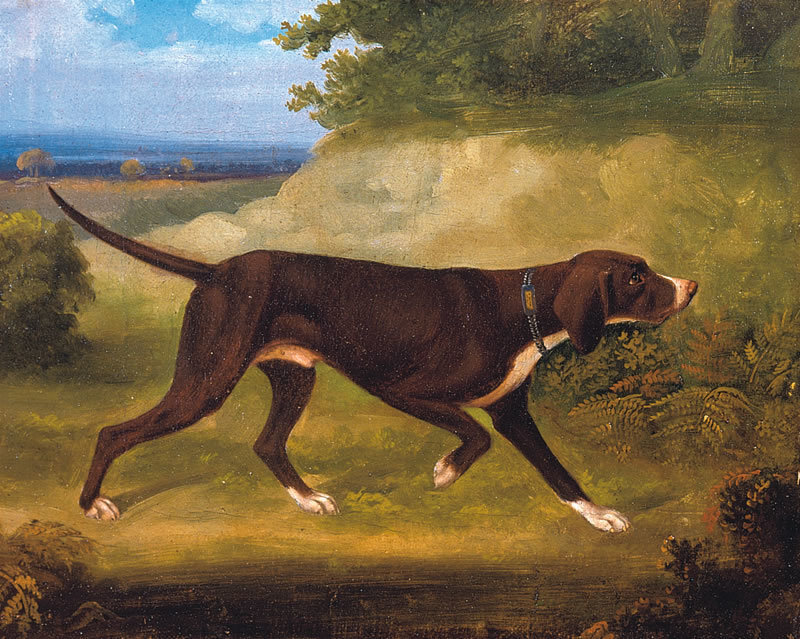 Hunting dog in a landscape