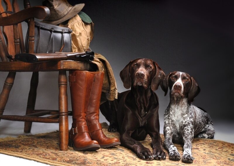 hunting dogs with gear