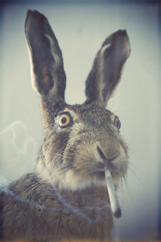 hunting rabbit with cigarette