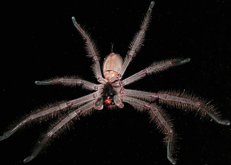 huntsman spider on black background