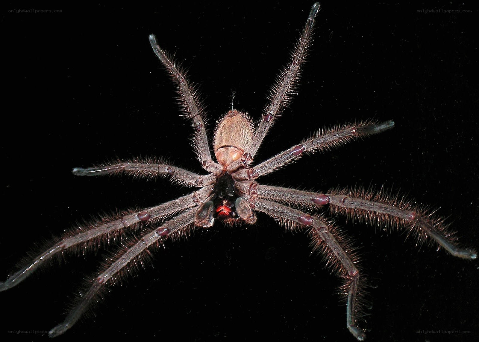 huntsman spider on black background