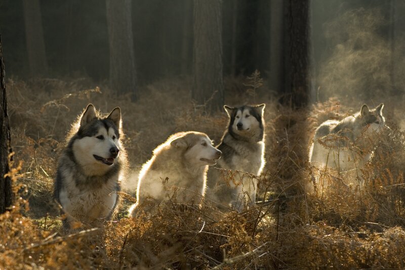 Huskies in Forest