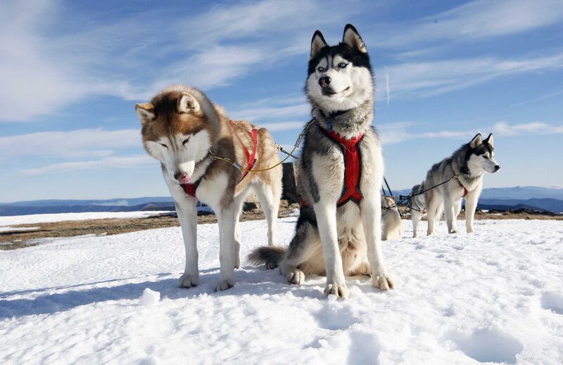 Huskies in Harness