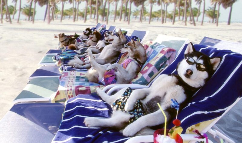 Huskies on Beach Chairs