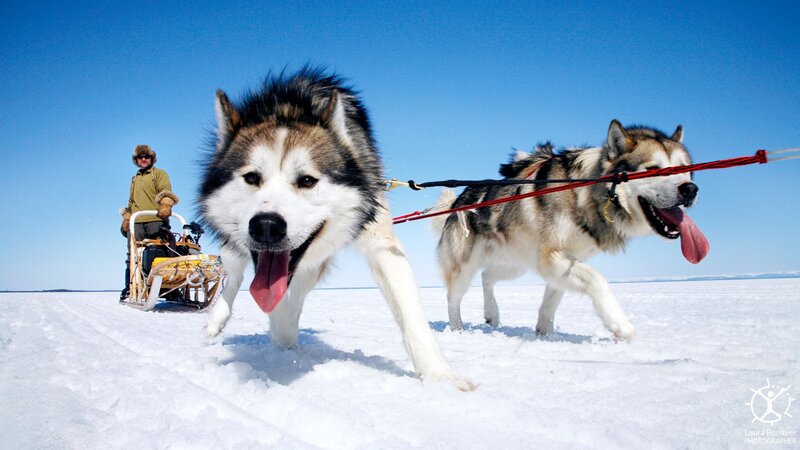 Huskies Pulling Sled — Blue, Active