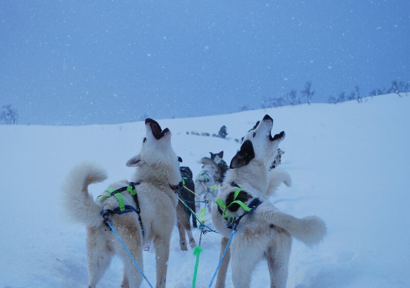 Huskies Pulling Sled