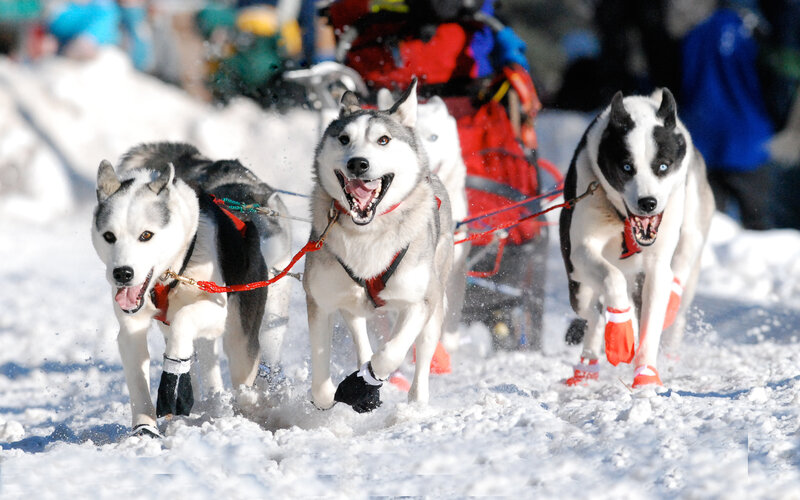 Huskies Pulling Sled — White, Active