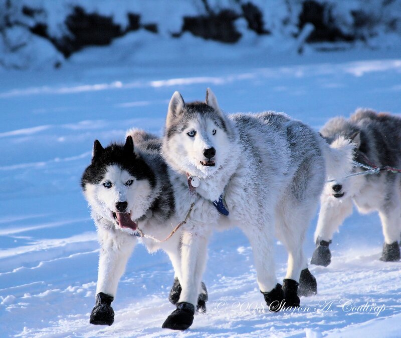 Huskies Pulling Sled — White, Active, Winter, Photograph, Snow