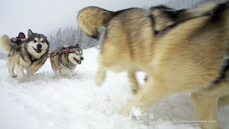 Huskies Pulling Sled — White, Active, Winter, Photograph