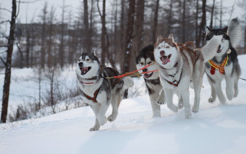 Huskies Pulling Sled — White, Active, Winter