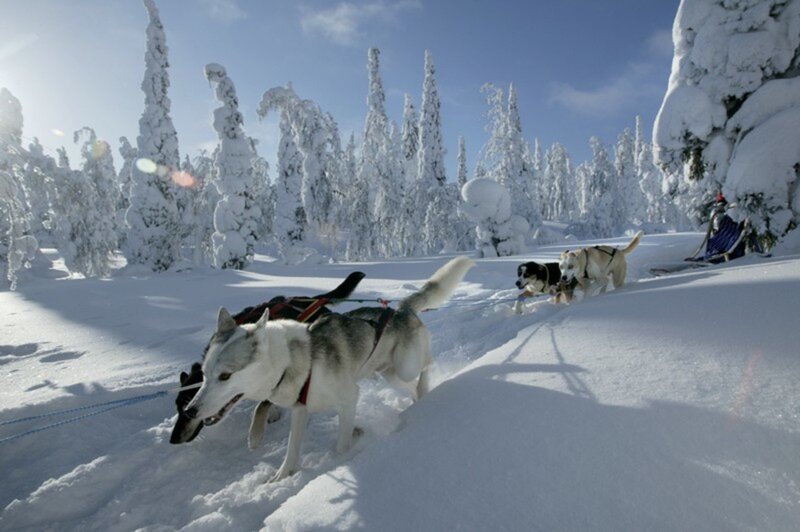 Huskies Pulling Sled — White, Cold
