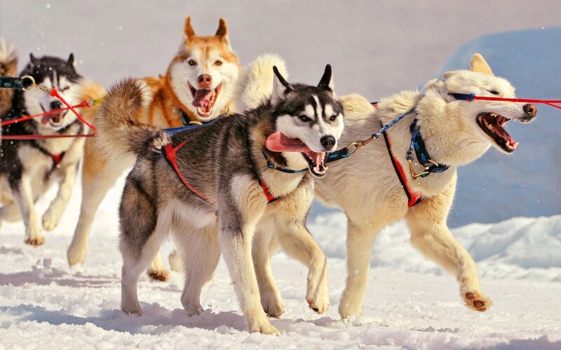 Huskies Pulling Sled — White, Energetic