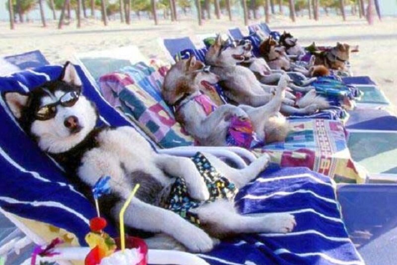 huskies sunbathing on beach