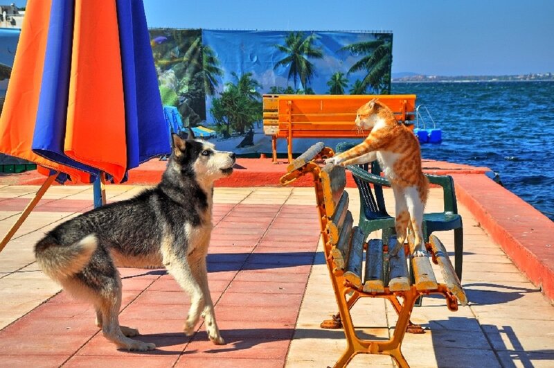 Husky and Cat on Pier