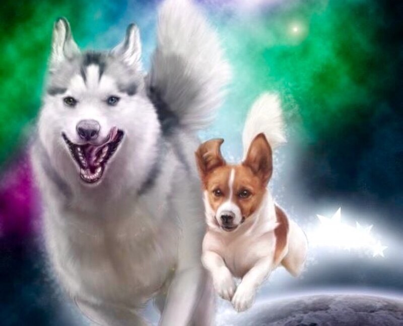 Husky and Jack Russell