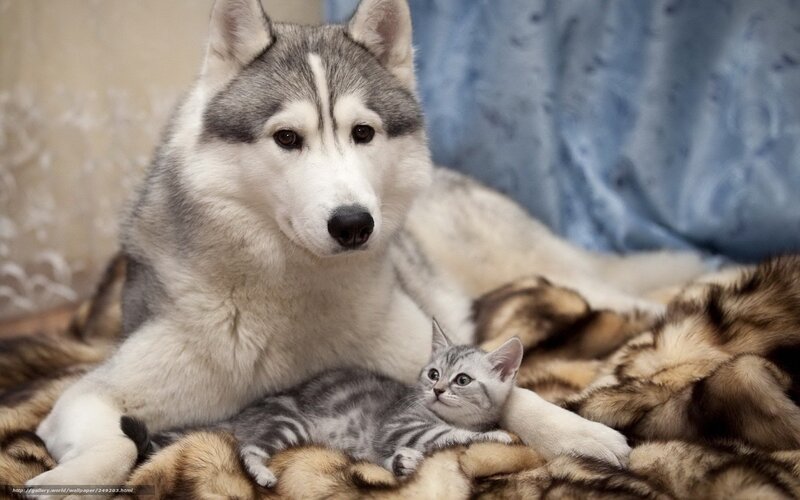 Husky and Kitten — Gray, Calm, Photograph, Dog