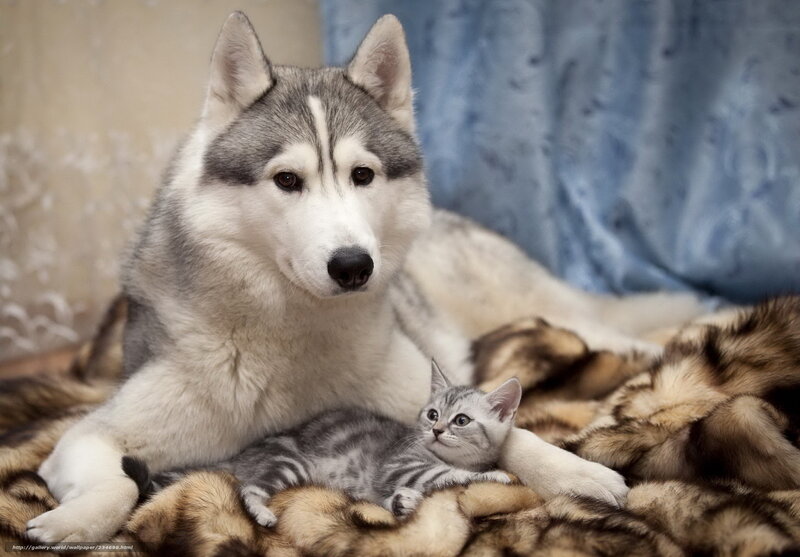 Husky and Kitten — Gray, Calm, Photograph