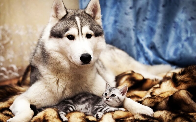 Husky and Kitten — Gray