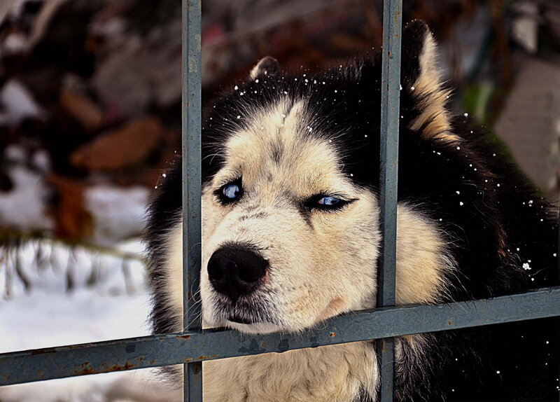 Husky Behind Metal Bars