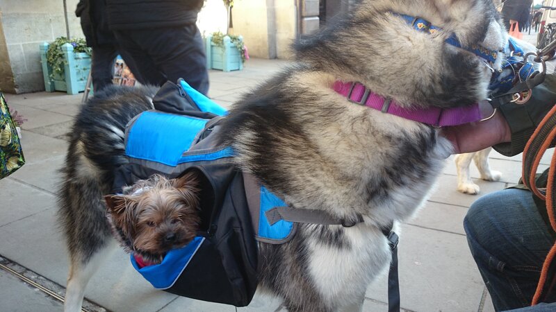Husky Carrying Small Dog