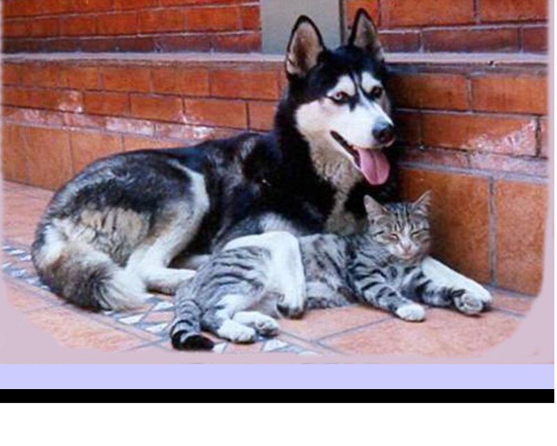 Husky Dog and Cat