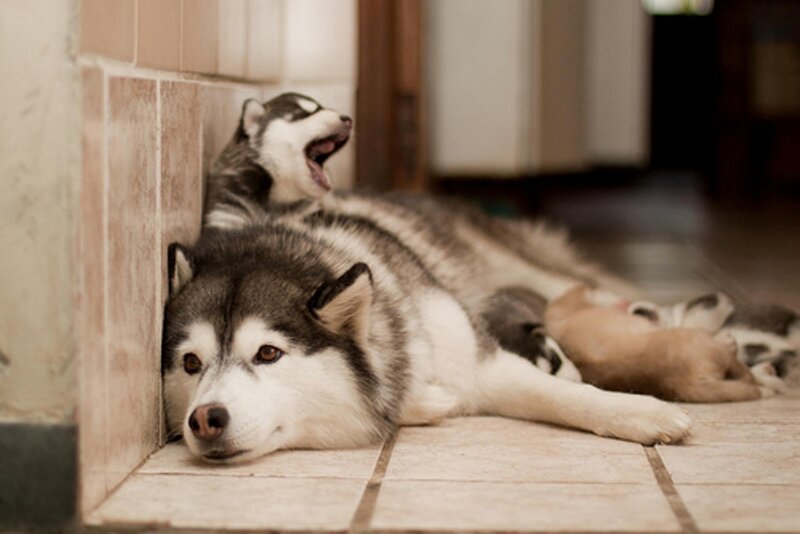 Husky Dog and Puppies