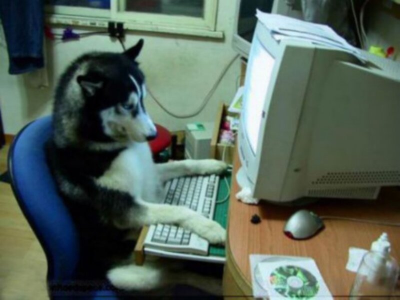 Husky Dog at Computer