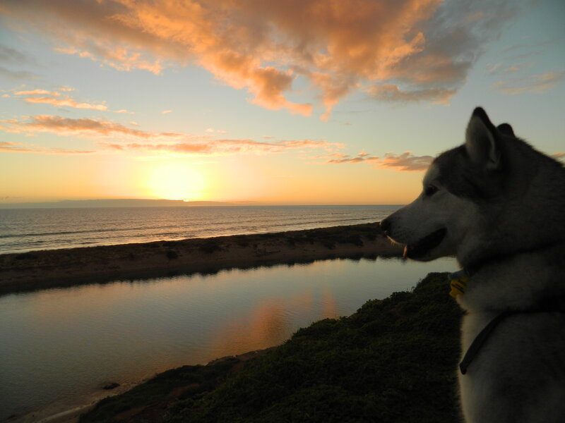 Husky Dog at Sunset