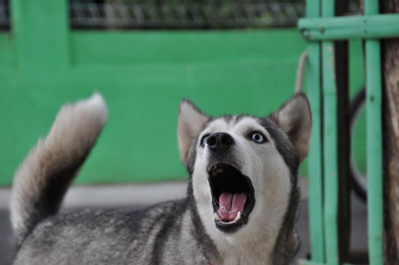 Husky Dog Barking