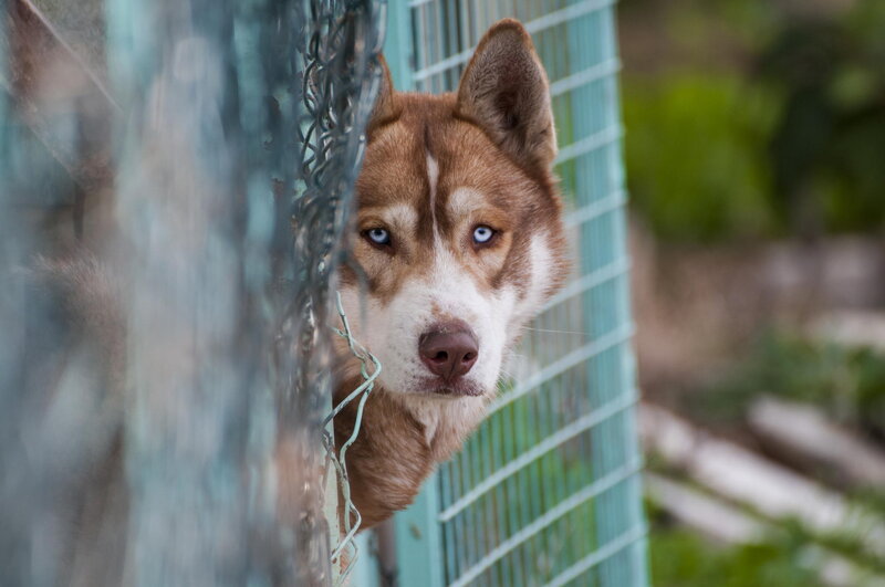 Husky Dog Behind Fence — Brown