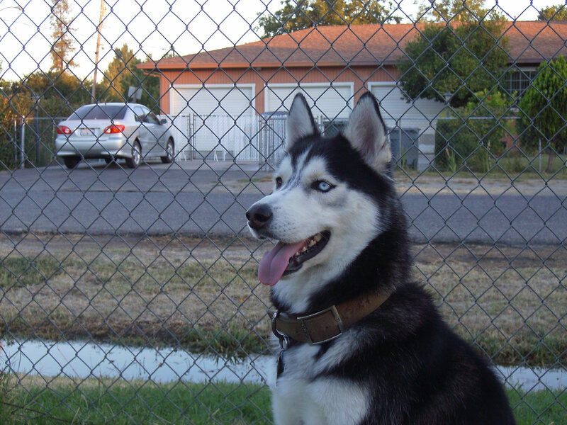 Husky Dog Behind Fence