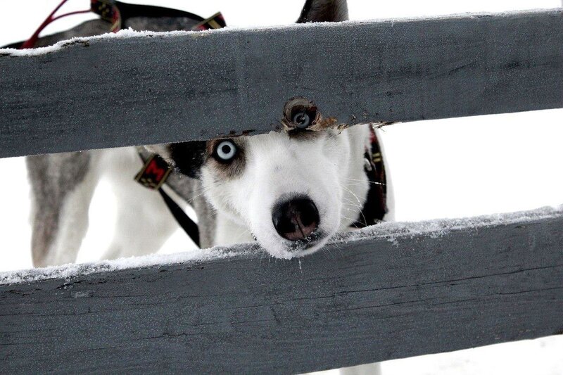 Husky Dog Behind Fence — White, Curious