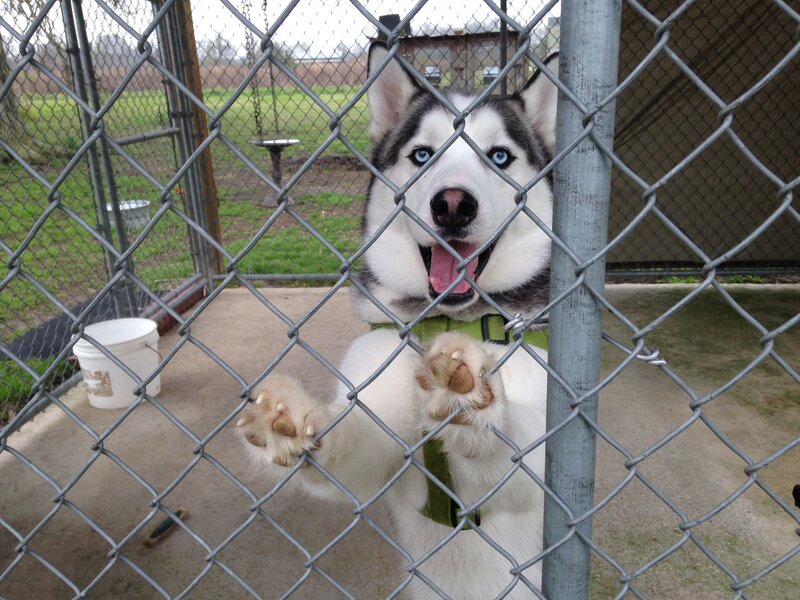 Husky Dog Behind Fence — White