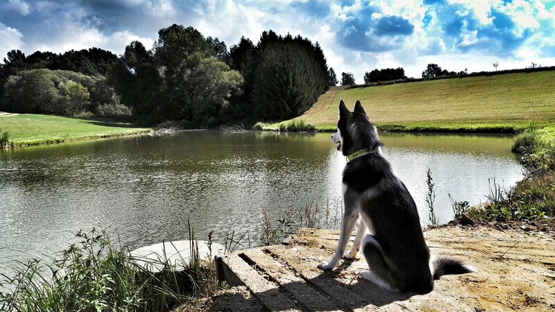 Husky Dog by Pond — Green