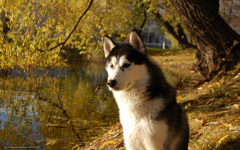 Husky Dog by Pond