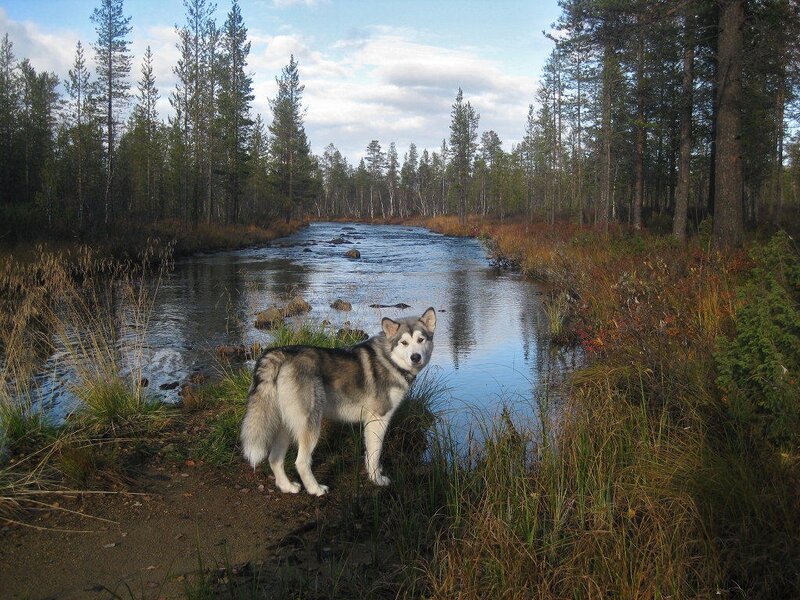 Husky Dog by River — Blue