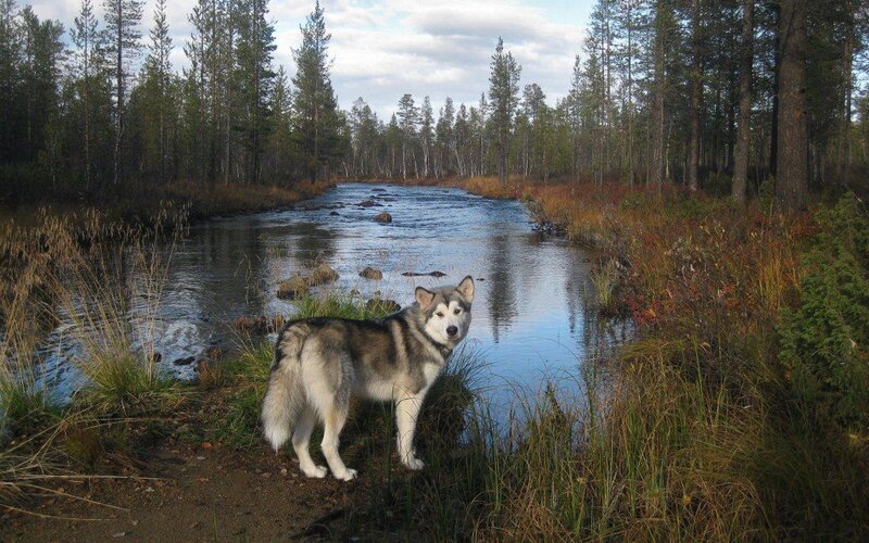 Husky Dog by River — Green