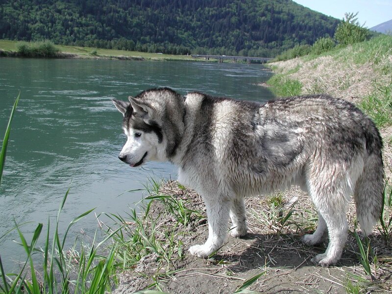 Husky Dog by River